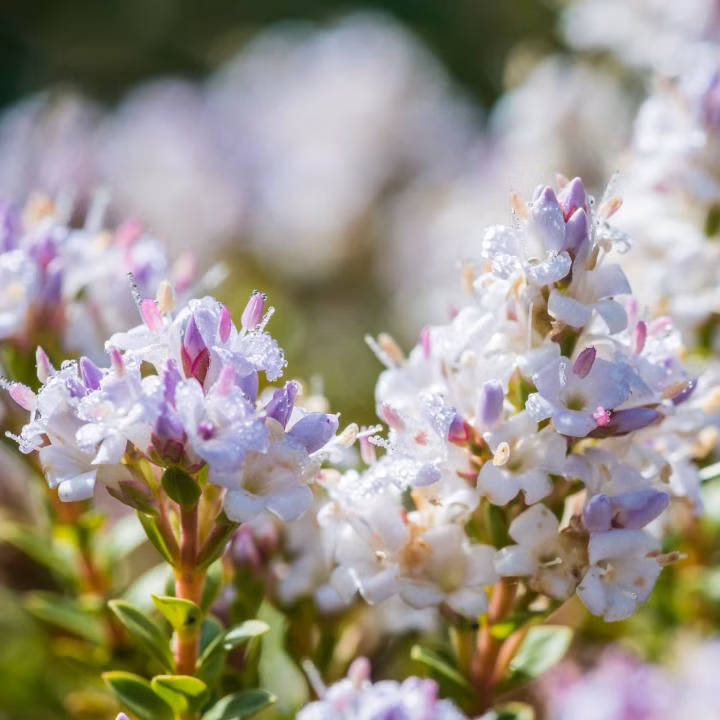 63b1a2442c2aa4ab26b67f89e76a0835