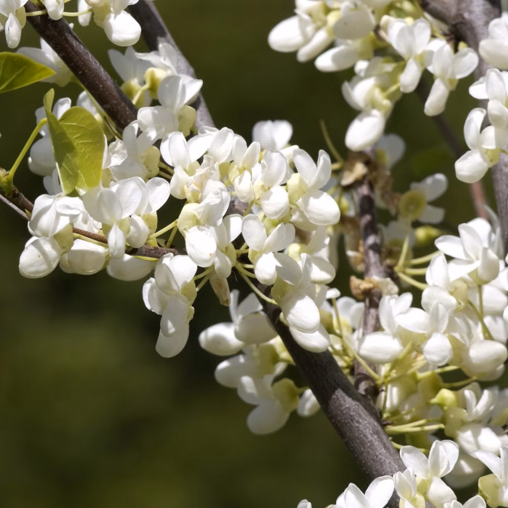 63c137765138e8102a8e1a788aa2cfc1