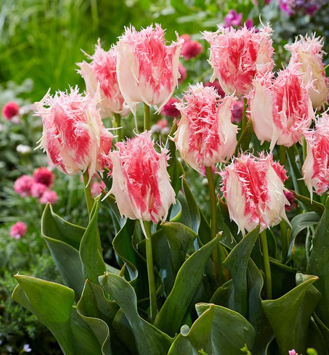 643498419bf8ad449e4cebb9ac9908d2