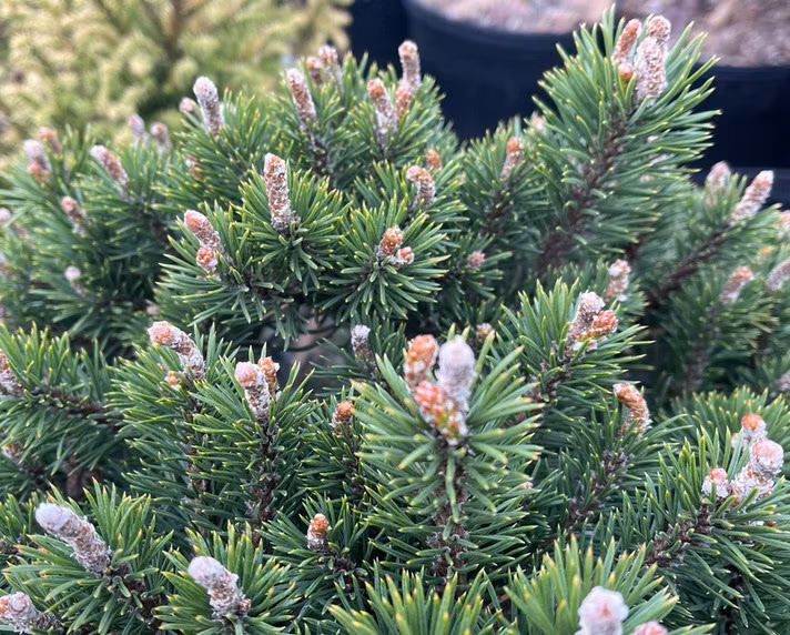 646eeb040cd657ab5a6f06b7fe8665eb