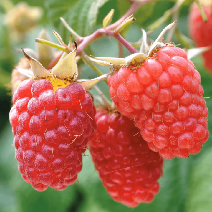 647705e8ccc2c4aa4b6704724df83a32