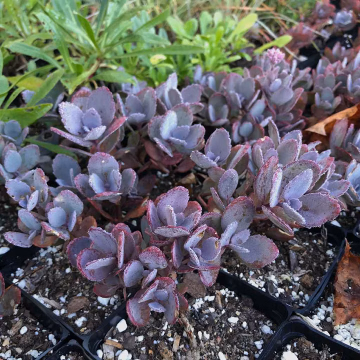 64b1078cc6c6c11aafcbd95492943790