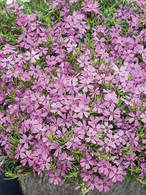 65189d10ab7432a65be496d9f6bfbc4c