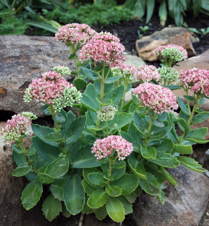 65252088fc9e02307c4ef4a0e64c9e77