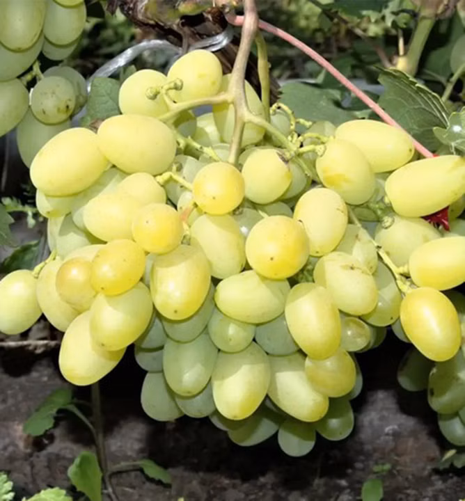 65608d77d5498c92d10905c0dd99ff6c