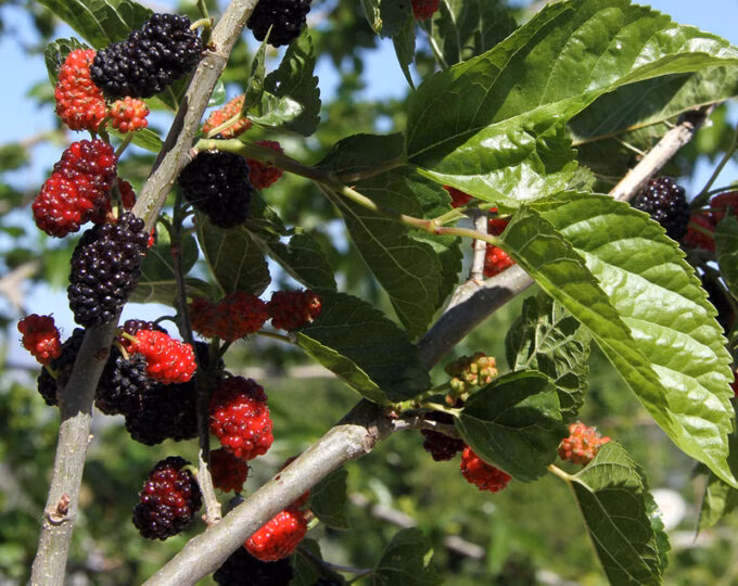 65675203ce903e9d9c044a790037be4c