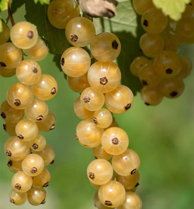 659113d658c167622755547d9acf8b18