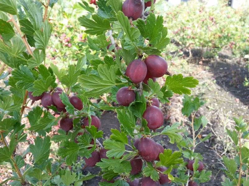 659bc88782d2a9456ccf81b515431e0c