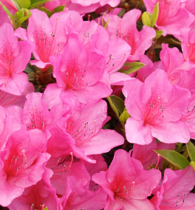 65bf437882f918fc4c243c4a04dfc456