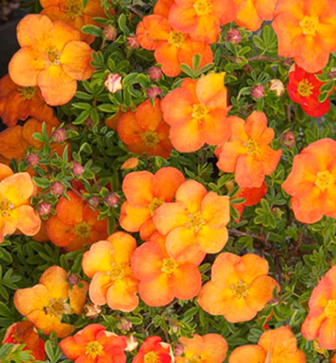 65daaebb432a9f5be445012d7f115a7c