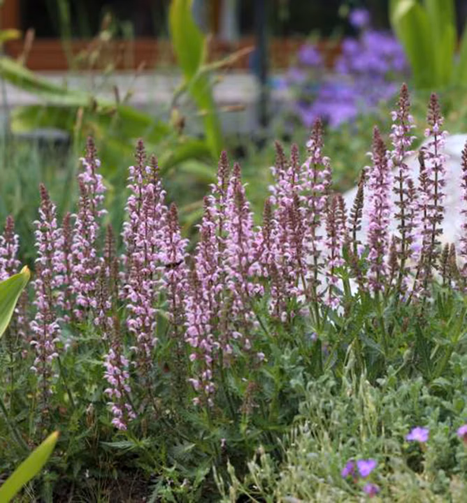 66482b47ebc7a914235e0d3c790dd82c