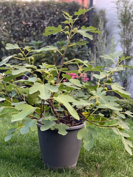 664d69e7168ca63543c93f7b8d22a9aa