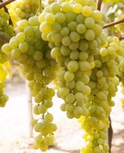 66559e97827875255002099cc247a20f