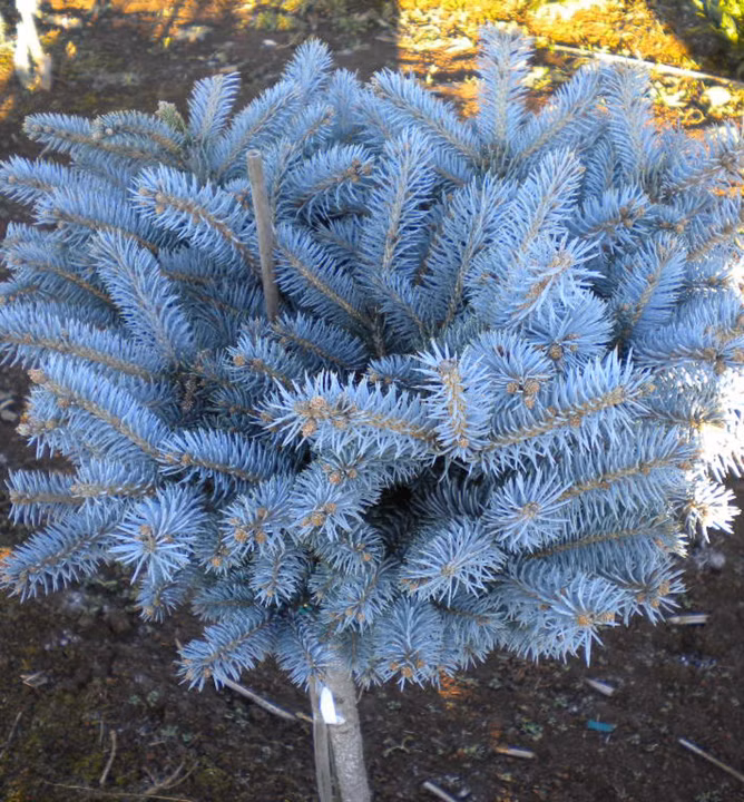 665f7f2041171cccf8e9ce3aed278c9d