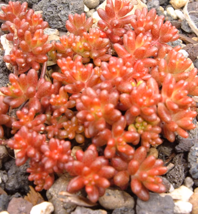 666b4e3d2205442217f91735b46dc8d6