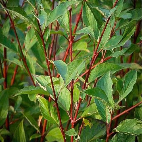 66ab3db99c39fe960373c1fe313bd90a