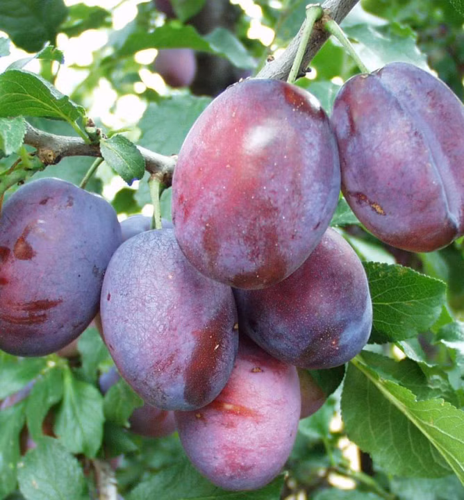 66d5341f8fb162467ed5582106183bf4