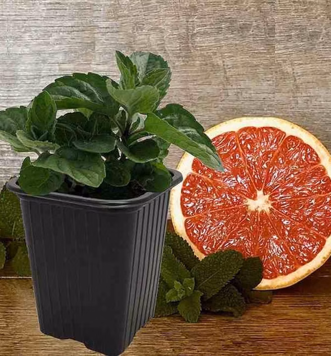 66fe1ff37a9083d29408a1194a734959