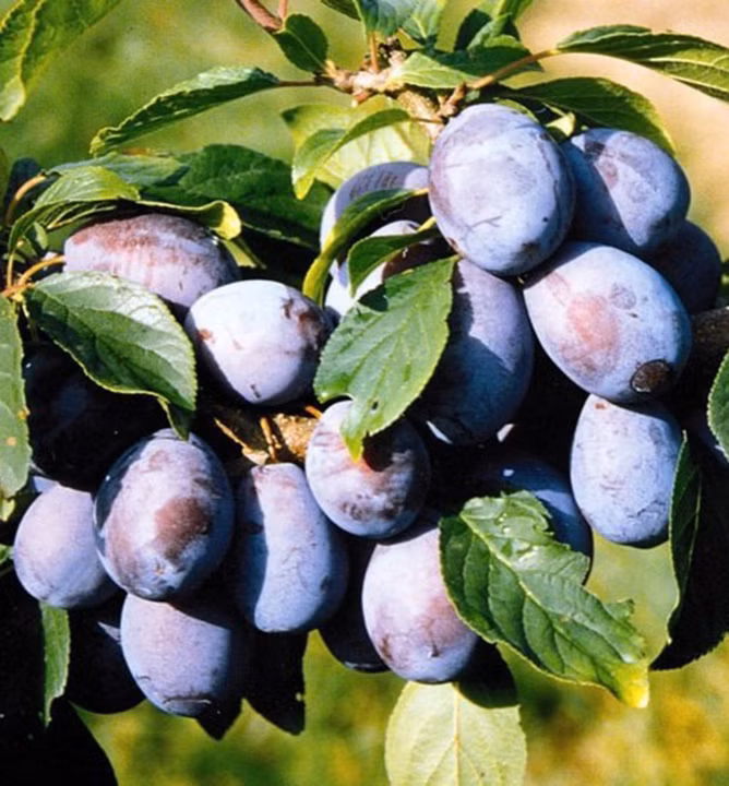 672e9eb671c62c2aaa5d669df20f7949