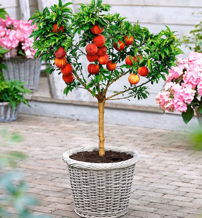 6747c3f6af0bce3a58be299ee5c09a9d