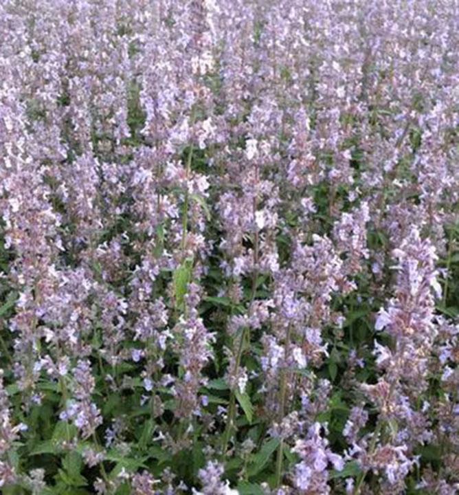 6757e022f65ab7320e39a1b13bb94049