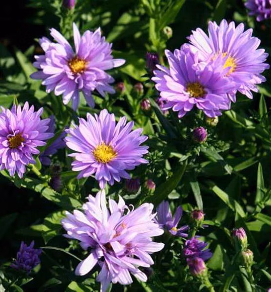 679a579480ede09478a6bdc26b877605