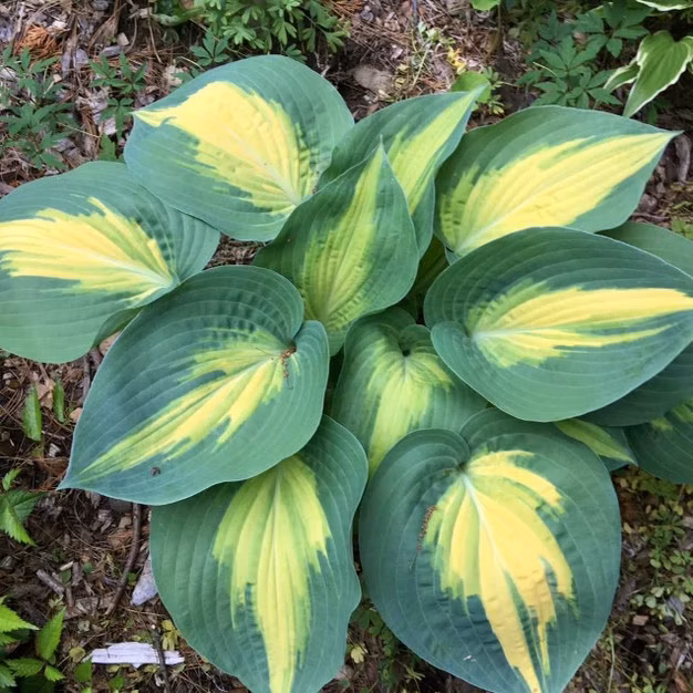 679c67e174524850a870ab341172dcb8