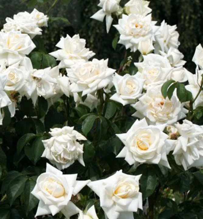 679cee82be36e8c03dbe21c60c4ba490