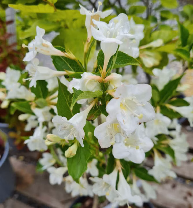 67a2065bc3d471453156d1fdc2a3a079