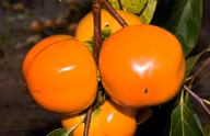 67c85410cfc9b6f06285db79cba92502