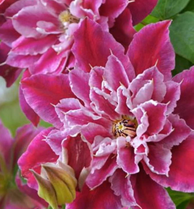 67f0bca165bbbe8f7cd58c153cd0d467