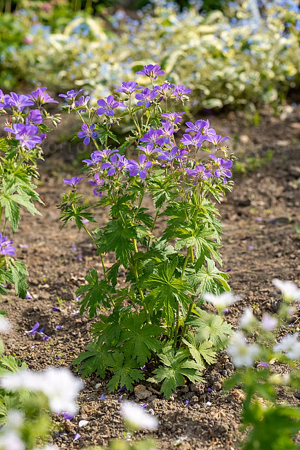 67fbc2394dac371448073703a9325764