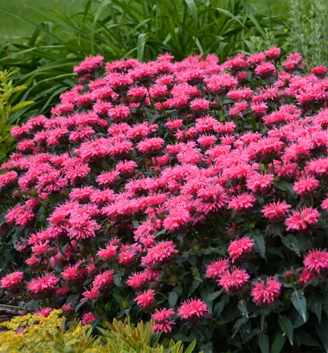 6817dadf513337af8528fff05367402c