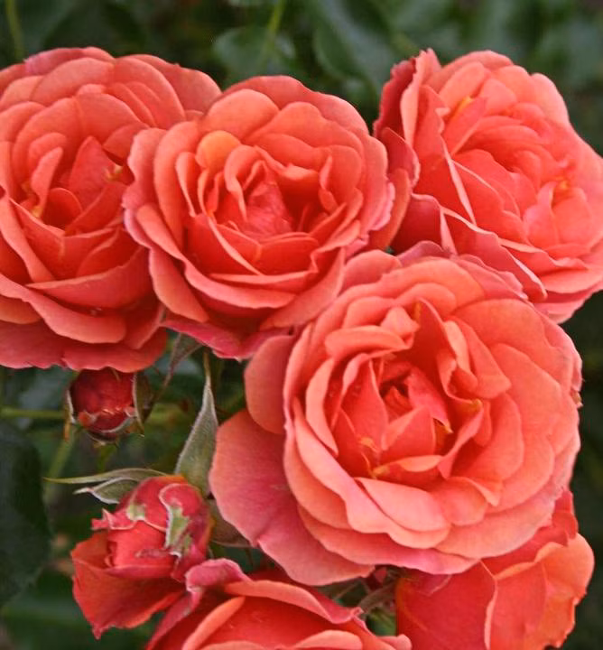 68231fb1fc7381bfa64b479f7a46c690