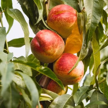 6835ef8e8474ab14120ecb3710eb3dbc