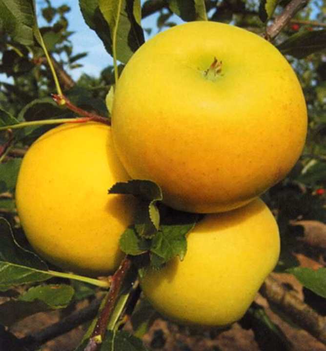 685773d75dfc2a33d81cef05d99007f0