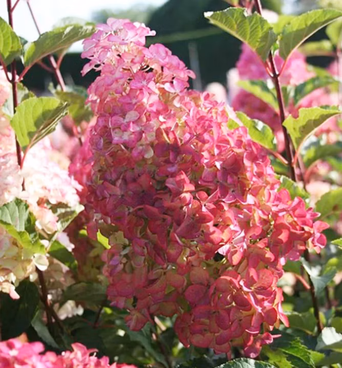 686735a4570b78a02b5b8c6b7eabbaea