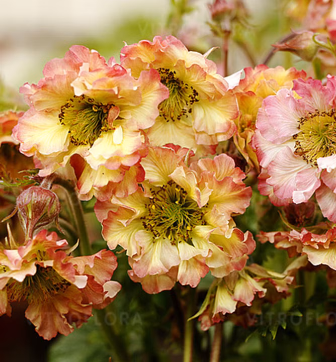 6869d7afc8bfc73d798116789d2bfd08