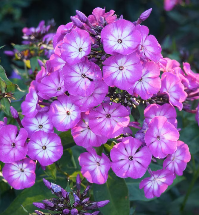 6895c4e9035ff706cc1eb0e9b8a4958c