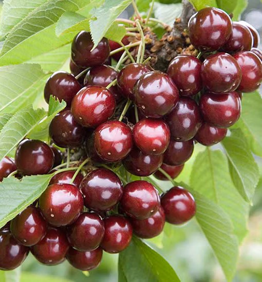 68aa80e08a5b04008942812b964d7734