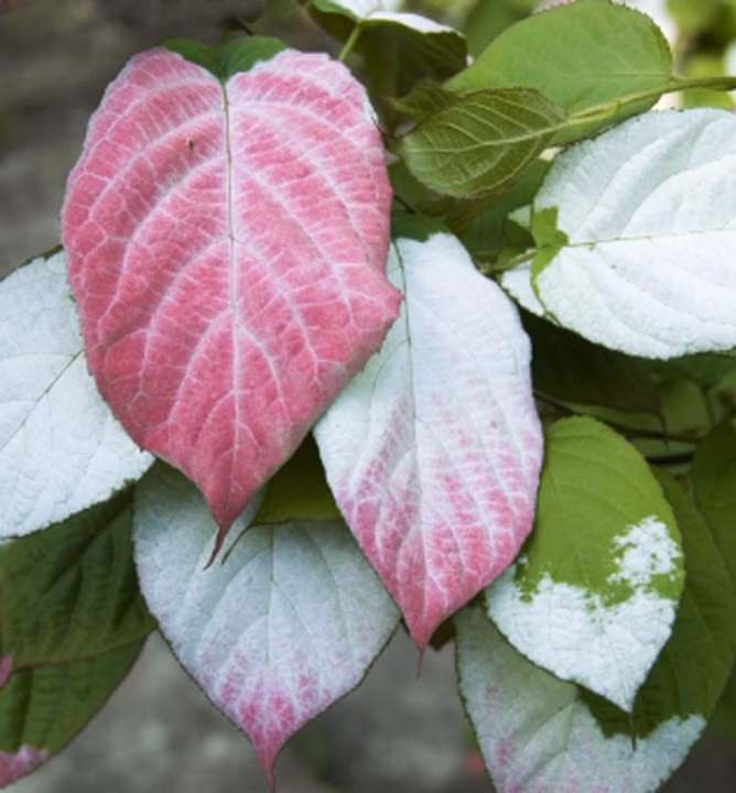 68ae62646b7bec189ec1bd5f2cf29ecf