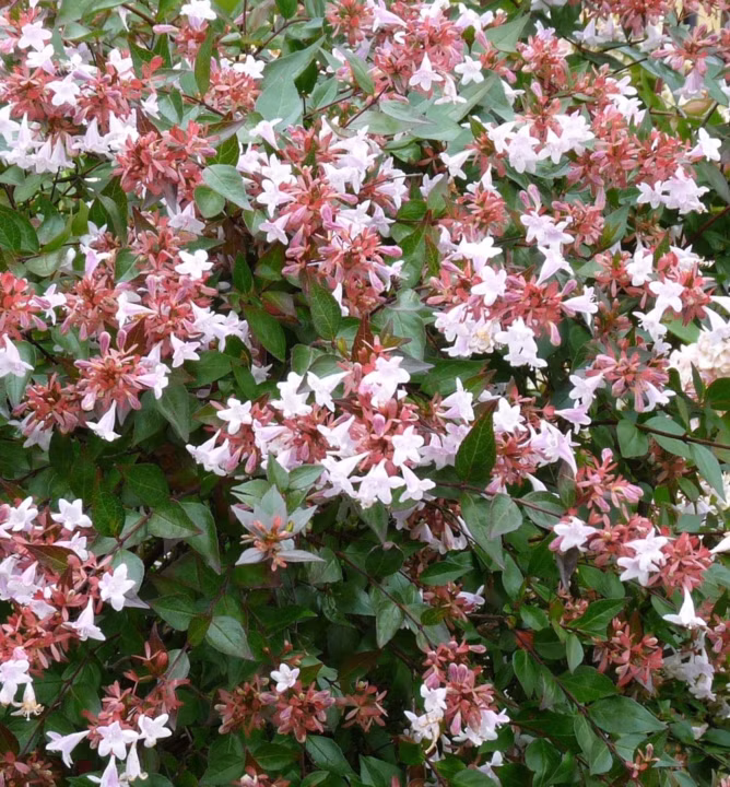 68b4f21472cca8a3fea9763243a3a780