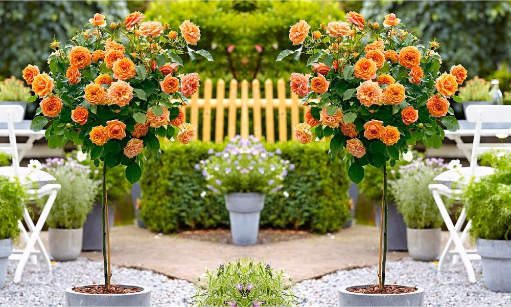 68c5a5128b483895107310f2abdcb512