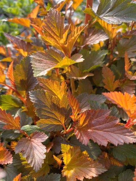 68e47806c884e383a19f6e11f0d393f8