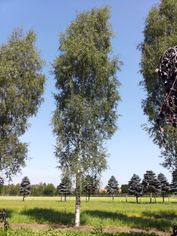 68f05359b8740aa3e8bb23127712a333