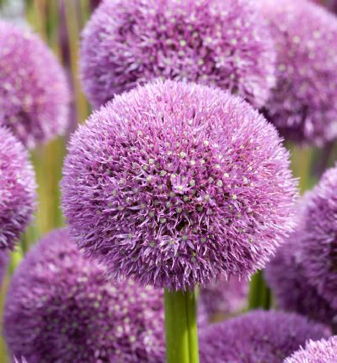 69010a08d98cfc99c7142548254c5701