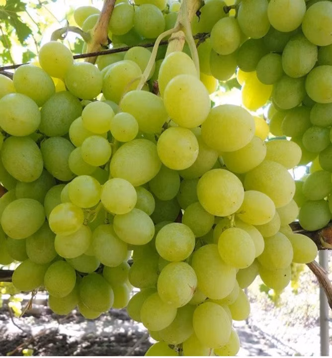 693928277c2f0feded73da17e657df4d