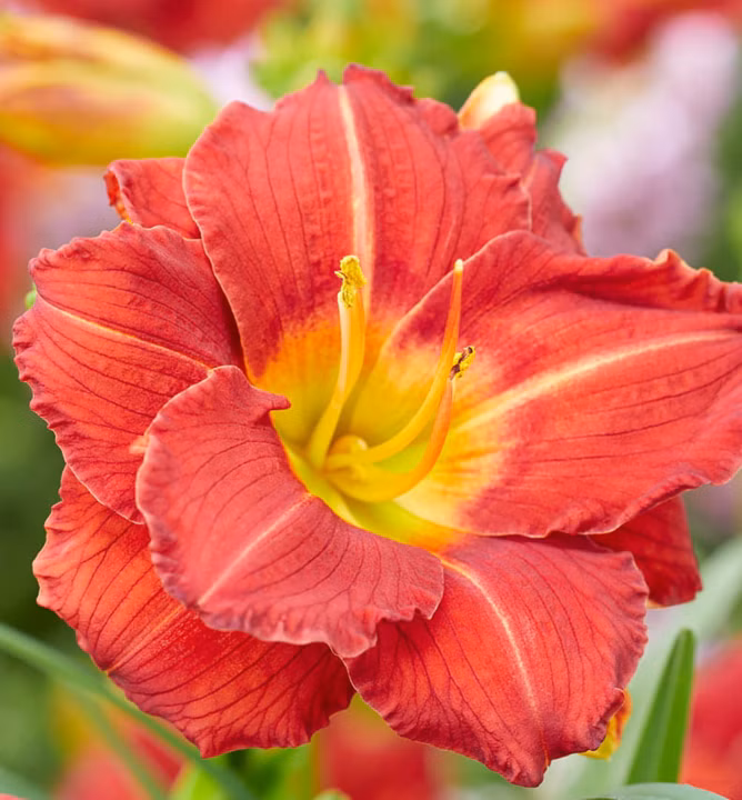 698fc40c372e34bc9670458417cd08b5