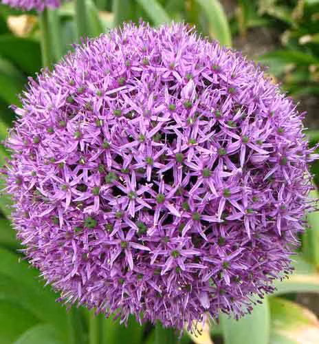 6992473393a4476b7a623ba604a4196a