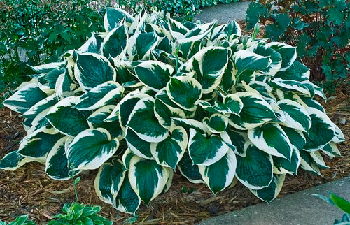 6994692094ae7c46565c33eb1a5cdcf1